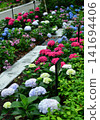 Hydrangeas at Ishibashi Cultural Center 141694406