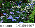 Hydrangeas at Ishibashi Cultural Center 141694407