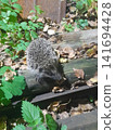 A close up view of a small European hedgehog exploring a wooden log surrounded by green leaves and fallen autumn foliage in a natural forest setting, capturing the beauty of wildlife in nature. 141694428