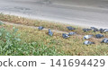 A flock of grey pigeons gathers on the dry grass along a city road, foraging for food. These urban birds highlight the coexistence of nature within the bustling city environment. 141694429