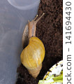 A close up of a vibrant yellow snail moving across a clear plastic wall in a terrarium, highlighting the texture of its shell and body, ideal for biology or nature enthusiasts. 141694430