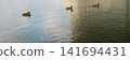 A tranquil photograph of three mallard ducks swimming in a single file line across a peaceful body of water. This nature image captures wildlife in an urban park setting, perfect for outdoor concepts. 141694431