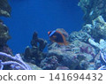 Underwater view of a colorful tomato clownfish swimming among coral in a blue aquarium. Perfect for nature and marine life themes in educational and conservation projects. 141694432