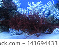 A close up view of deep red seaweed thriving among textured white coral reefs in a blue lit marine fish aquarium. This natural underwater scene is perfect for nature, coastal, or aquatic themes. 141694433