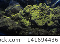A detailed close up view showcasing vibrant green algae covering textured rocks inside a freshwater aquarium. This natural aquatic scene highlights underwater ecosystem growth and aquatic plant life. 141694436