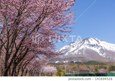 A row of cherry trees in Iwakiyama Comprehensive Park, facing the Oyamazakura Necklace Road in Hyakusawa Susono, Hirosaki City, Aomori Prefecture, and the snow-capped Mt. Iwaki. 141694528