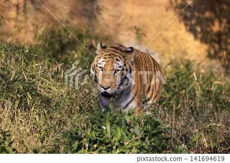 Tama Animal Park Amur Tora 141694619