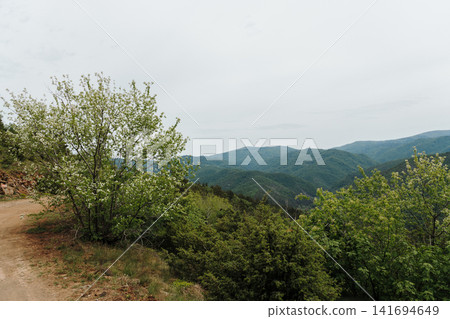Blooming trees beside mountain road on Stolovi Mountain in Serbia during spring. Concept of peaceful travel, freedom and scenic countryside adventure Blooming trees beside mountain road on Stolovi Mountain in Serbia during spring. Concept of peaceful travel, freedom and scenic countryside adventure 141694649