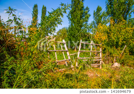 Rural Landscape with Hemp Plants and Rustic Wooden Fence Rural Landscape with Hemp Plants and Rustic Wooden Fence 141694679