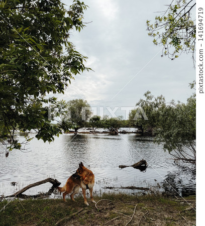 German shepherd standing by calm wetland shore surrounded by water and trees. Peaceful outdoor scene with dog in natural lakeside landscape German shepherd standing by calm wetland shore surrounded by water and trees. Peaceful outdoor scene with dog in natural lakeside landscape 141694719