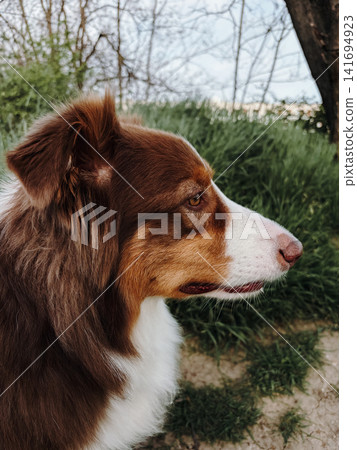 Red tricolor Australian Shepherd portrait in side profile standing outdoors near green grass. Loyal companion concept for pet lifestyle, animal care and purebred dog portrait Red tricolor Australian Shepherd portrait in side profile standing outdoors near green grass. Loyal companion concept for pet lifestyle, animal care and purebred dog portrait 141694923
