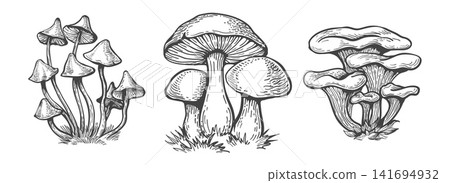 Toadstool boletus milk mushrooms Toadstool boletus milk mushrooms 141694932