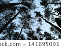 Coniferous trees reaching towards the sky 141695091