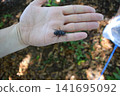 A stag beetle in a child's hand 141695092