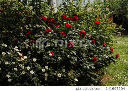 Red and white roses bloom in a green garden under sunlight. Concept of romance, beauty, celebration and natural wellness Red and white roses bloom in a green garden under sunlight. Concept of romance, beauty, celebration and natural wellness 141695204