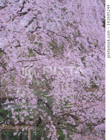 A single cherry tree - The weeping cherry tree of Rikugien Garden, blooming beautifully at dusk. A single cherry tree - The weeping cherry tree of Rikugien Garden, blooming beautifully at dusk. 141695244