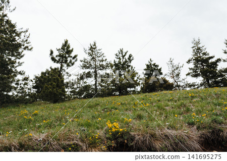 Green mountain meadow with pine trees and yellow flowers on Stolovi Mountain in Serbia. Concept of seasonal landscape, freedom and outdoor recreation Green mountain meadow with pine trees and yellow flowers on Stolovi Mountain in Serbia. Concept of seasonal landscape, freedom and outdoor recreation 141695275