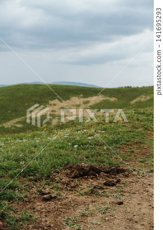 Fresh horse manure on grassy mountain meadow in Stolovi Mountain Serbia. Concept of rural life, natural farming and organic ecosystem Fresh horse manure on grassy mountain meadow in Stolovi Mountain Serbia. Concept of rural life, natural farming and organic ecosystem 141695293