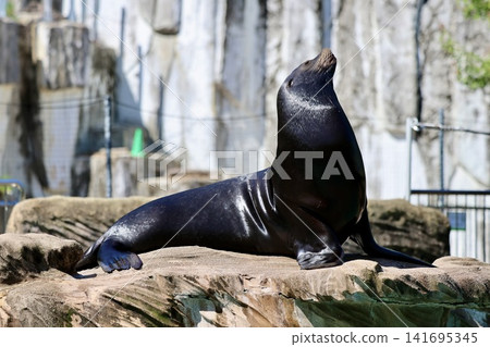 Sea lions to take a nap Sea lions to take a nap 141695345