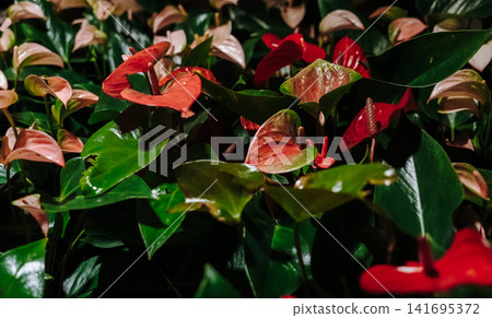 Red and pink anthurium flowers with glossy green leaves in dramatic indoor lighting. Exotic botanical decor concept Red and pink anthurium flowers with glossy green leaves in dramatic indoor lighting. Exotic botanical decor concept 141695372