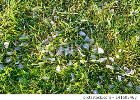 Silver confetti scattered across green lawn grass after a celebratory royal event at Windsor Castle Silver confetti scattered across green lawn grass after a celebratory royal event at Windsor Castle 141695468