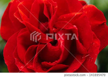 Macro view of deep red rose petals covered with water drops. Concept of romance beauty freshness and elegant floral decoration 141695470