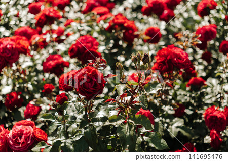 Blooming red roses illuminated by sunlight in garden. Concept of romance, beauty and natural elegance Blooming red roses illuminated by sunlight in garden. Concept of romance, beauty and natural elegance 141695476