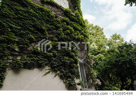 Green ivy climbs old urban wall surrounded by trees in Belgrade Serbia. Concept of nature reclaiming architecture and peaceful city spaces Green ivy climbs old urban wall surrounded by trees in Belgrade Serbia. Concept of nature reclaiming architecture and peaceful city spaces 141695494