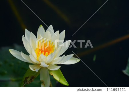 White water lily White water lily 141695551