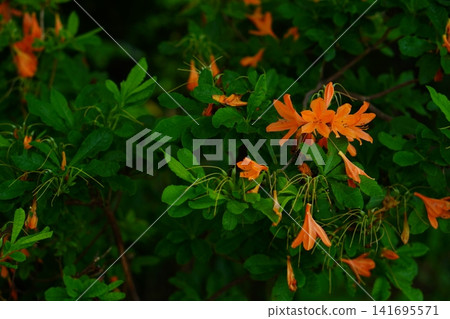 橙花 橙花 141695571