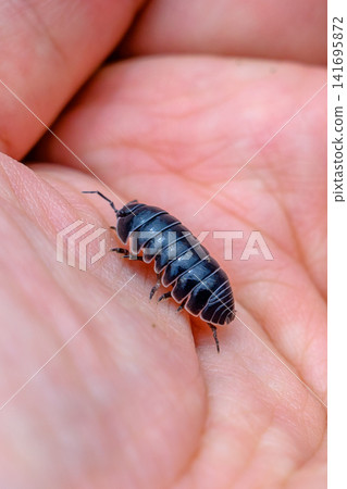 A pill bug that fits in the palm of your hand A pill bug that fits in the palm of your hand 141695872