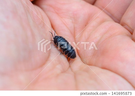 A pill bug that fits in the palm of your hand 141695873