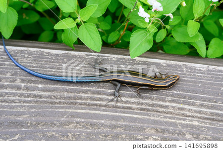A lizard with a blue tail is on a wooden bench. A lizard with a blue tail is on a wooden bench. 141695898