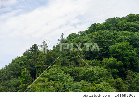 鬱鬱蔥蔥的山坡 鬱鬱蔥蔥的山坡 141695903