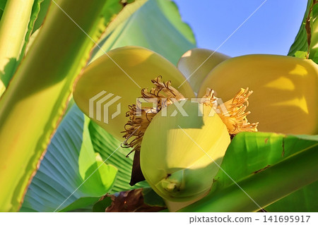 Close-up of Banana Flower Blossom with Stamen and Bracts. Close-up of Banana Flower Blossom with Stamen and Bracts. 141695917
