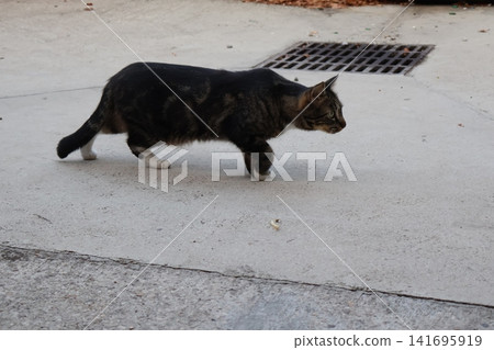 Tabby Cat Walking on Concrete Sidewalk Near Drain Grate. Tabby Cat Walking on Concrete Sidewalk Near Drain Grate. 141695919
