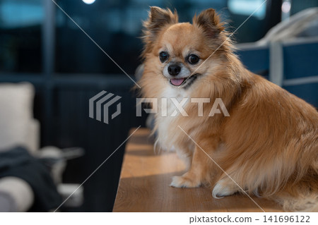 Veterinarian and assistant examine dogs health. Veterinarian and assistant examine dogs health. 141696122