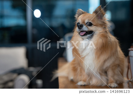 Veterinarian and assistant examine dogs health. 141696123