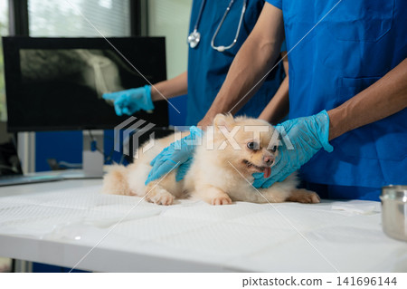 Veterinarian and assistant examine dogs health. Veterinarian and assistant examine dogs health. 141696144