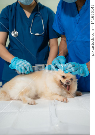 Veterinarian and assistant examine dogs health. Veterinarian and assistant examine dogs health. 141696145