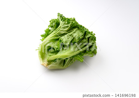新鮮綠葉生菜 新鮮綠葉生菜 141696198