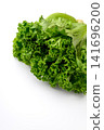 Fresh, vibrant green leaf lettuce 141696200
