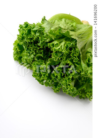 新鮮綠葉生菜 新鮮綠葉生菜 141696200