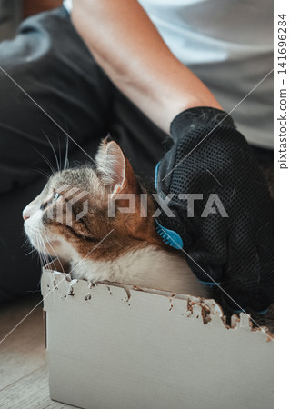 Tabby domestic cat relaxing in a cardboard box while being groomed with a pet grooming glove. Cozy indoor scene highlighting pet care, comfort, bonding, and everyday home life Tabby domestic cat relaxing in a cardboard box while being groomed with a pet grooming glove. Cozy indoor scene highlighting pet care, comfort, bonding, and everyday home life 141696284