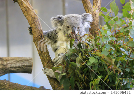 多摩動物公園考拉 多摩動物公園考拉 141696451
