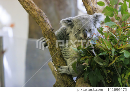 多摩動物公園考拉 多摩動物公園考拉 141696473