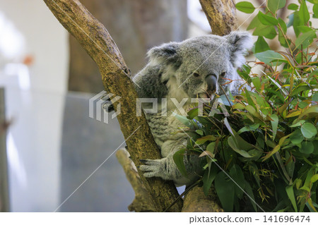 多摩動物公園考拉 多摩動物公園考拉 141696474
