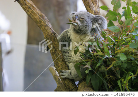 多摩動物公園考拉 多摩動物公園考拉 141696476