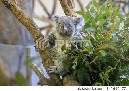 多摩動物公園考拉 141696477
