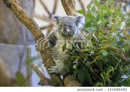 多摩動物公園考拉 多摩動物公園考拉 141696480